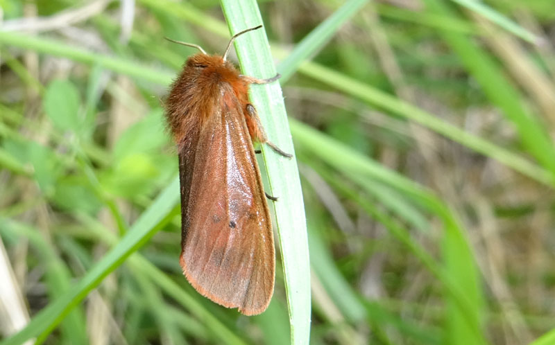 Phragmatobia fuliginosa - Erebidae Arctiinae